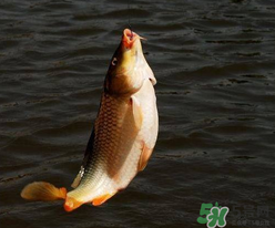 四月份可以釣鯉魚(yú)嗎？四月份怎么釣鯉魚(yú)？