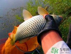 四月份可以釣鯉魚(yú)嗎？四月份怎么釣鯉魚(yú)？