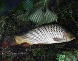 四月份可以釣鯉魚(yú)嗎？四月份怎么釣鯉魚(yú)？