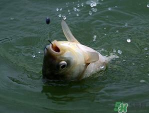 四月份能釣魚(yú)嗎？四月份釣什么魚(yú)？