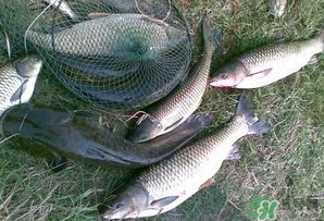 四月份能釣魚(yú)嗎？四月份釣什么魚(yú)？