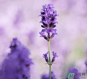 4月份有薰衣草嗎？四月份薰衣草開了嗎？