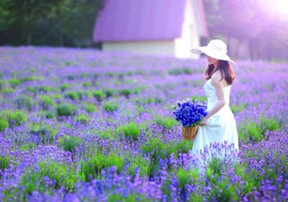 4月份有薰衣草嗎？四月份薰衣草開(kāi)了嗎？