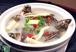 懷孕初期能吃甲魚嗎？懷孕初期可以吃甲魚嗎？