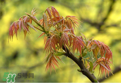 香椿多少錢一斤？香椿芽多少錢一斤2017？