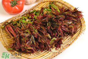 香椿為什么會苦？香椿苦味怎么回事？