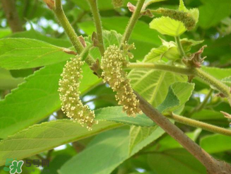 構(gòu)樹花孕婦能吃嗎？構(gòu)樹花孕婦可以吃嗎？