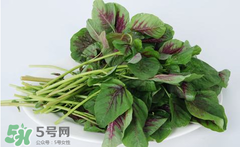 孕婦能吃莧菜嗎？孕婦可以吃莧菜嗎？
