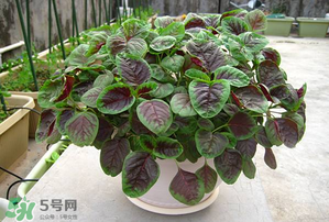 孕婦能吃莧菜嗎？孕婦可以吃莧菜嗎？