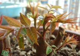 香椿什么時(shí)候發(fā)芽？香椿什么時(shí)候采摘？