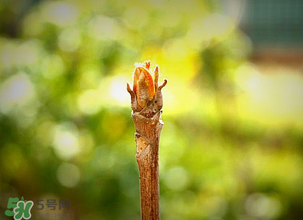 香椿什么時(shí)候發(fā)芽？香椿什么時(shí)候采摘？