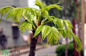 香椿什么時(shí)候發(fā)芽？香椿什么時(shí)候采摘？