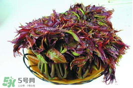 香椿什么時(shí)候上市？香椿幾月份上市？