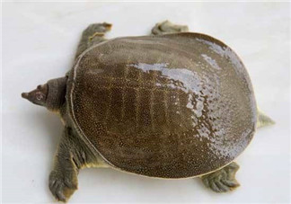 懷孕初期能吃甲魚(yú)嗎？懷孕初期可以吃甲魚(yú)嗎？