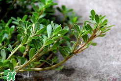 馬齒莧能治白發(fā)嗎？馬齒莧可以治白發(fā)嗎？