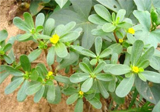 馬齒莧能治白發(fā)嗎？馬齒莧可以治白發(fā)嗎？