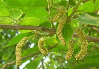 構(gòu)樹穗孕婦能吃嗎？孕婦能吃構(gòu)樹穗嗎？