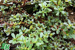 馬齒莧能治白發(fā)嗎？馬齒莧可以治白發(fā)嗎？