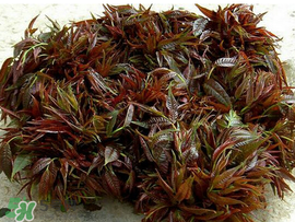 香椿什么味道？香椿吃起來什么味道？