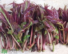香椿什么味道？香椿吃起來什么味道？