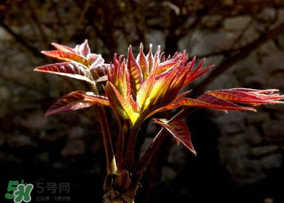 香椿能放冰箱嗎？香椿放冰箱能保存多久？