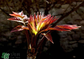 香椿苦能吃嗎？香椿苦怎么做好吃？