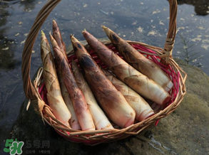 竹筍為什么澀？竹筍如何去澀？