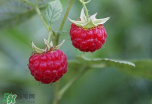 山莓孕婦能吃嗎？山莓孕婦可以吃嗎？