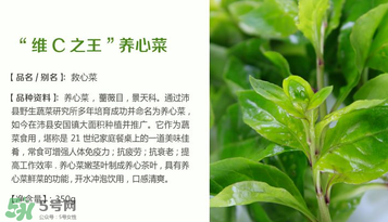 救心菜孕婦能吃嗎？救心菜孕婦可以吃嗎？