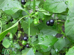 孕婦可以吃龍葵菜嗎？龍葵菜孕婦可以吃嗎？