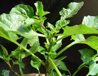 孕婦可以吃龍葵菜嗎？龍葵菜孕婦可以吃嗎？