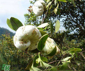 茶耳孕婦能吃嗎？孕婦能吃茶耳嗎？