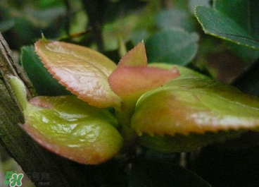 茶耳孕婦能吃嗎？孕婦能吃茶耳嗎？