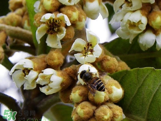 枇杷花孕婦能喝嗎？枇杷花孕婦可以喝嗎？