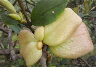 茶耳孕婦能吃嗎？孕婦能吃茶耳嗎？