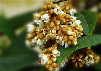 枇杷花孕婦能喝嗎？枇杷花孕婦可以喝嗎？