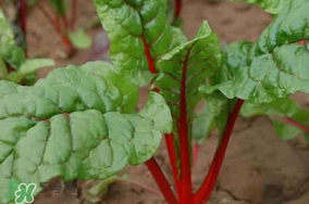 甜菜葉是否可以生吃？甜菜葉可以生吃嗎