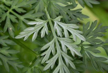 茵陳泡水喝有什么好處？茵陳泡水喝有什么功效與禁忌