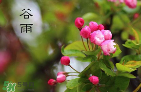 谷雨會下雨嗎？2017年谷雨會下雨嗎？