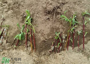 香椿可以扦插嗎？香椿什么時候扦插？