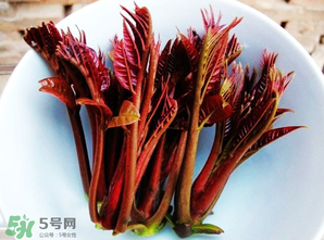 香椿能插活嗎？香椿樹(shù)枝能插活嗎？