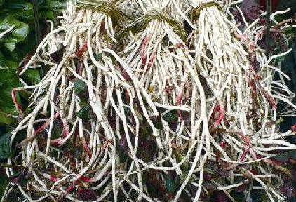 魚(yú)腥草根和葉哪個(gè)好？魚(yú)腥草根好還是葉子好