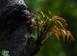香椿芽可以冷凍嗎？香椿芽怎么冷凍？