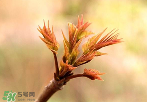 香椿芽可以冷凍嗎？香椿芽怎么冷凍？
