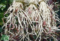魚腥草根怎么吃？魚腥草根怎么做好吃