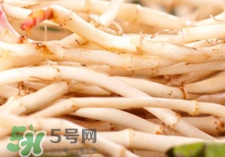 魚腥草根有什么作用？魚腥草根的功效與作用