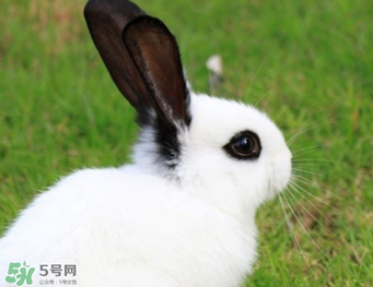 孕婦能吃兔子肉嗎？孕婦可以吃兔子肉嗎？