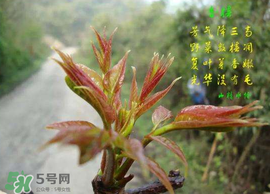 香椿臭嗎？香椿為什么那么臭？