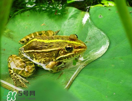 孕婦能吃青蛙嗎？孕婦可以吃青蛙嗎？