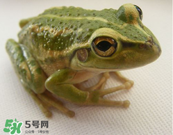 孕婦能吃青蛙嗎？孕婦可以吃青蛙嗎？